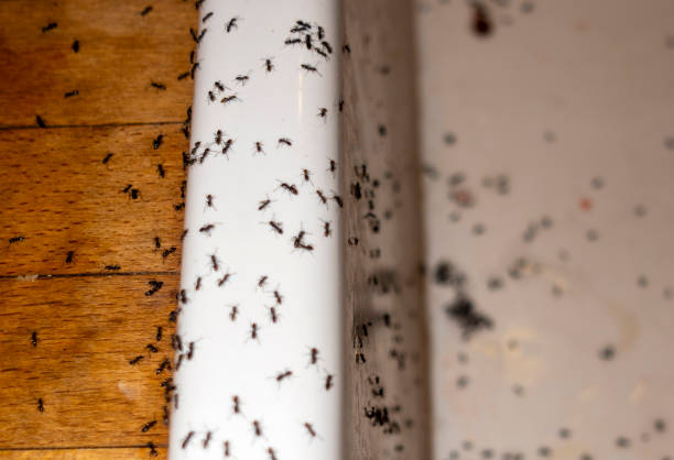 Wildlife Control Services in Gunnison, CO