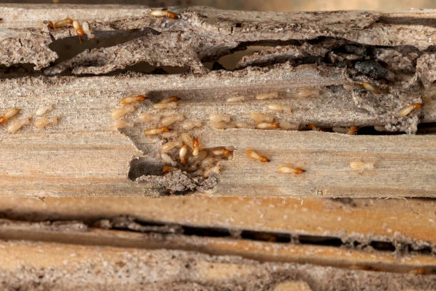 Spider Control Near Me in Gunnison, CO